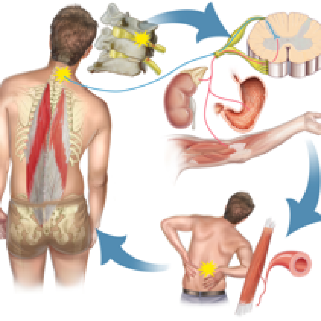 muscles-move-bones